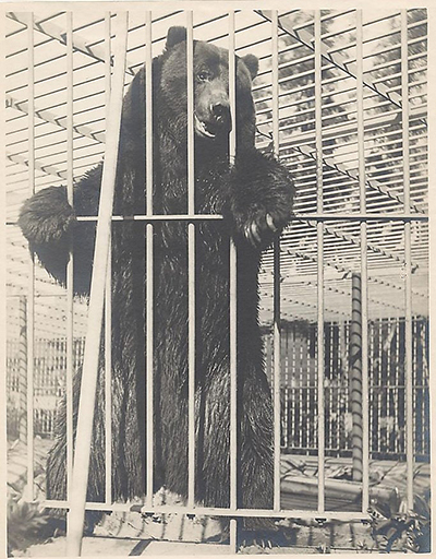 ldquoMonarchrdquo captured in Ventura County at the behest of William Randolph Hearst in 1889 and eventually housed at Woodwards Gardens in San Francisco was among the last wild grizzlies in California and was the model for the bear on the state flag