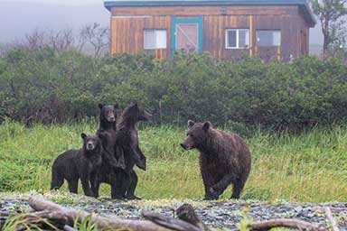 A family group of a mother bear with her three yearlings just in front of the McNeil camp pause on their way to rustling for salmon in the tide line grasses copy2014 ADFampG photo by Kim King Jones