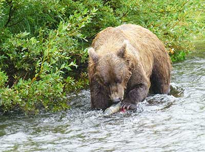 A female adult bear eats a chum salmon in Mikfik Creek copy2014 ADFampG photo by Patti Harper
