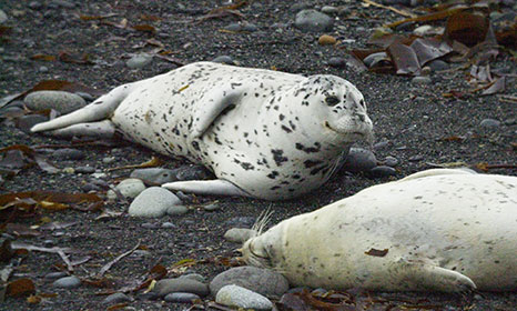 Harbor seals on the beach at Tugidak Island Photo by Sue Goodglick