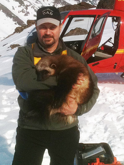 Mike Harrington holds a young female wolverine Wolverines are sexually dimorphic males are about 30 percent larger than females  30 to 40 pounds compared to females in the 20 to 25 pound range This femaleCWF006 has a blue ear tag and was pregnant when she was caught on March 7 2012 In this picture she had just been recaptured to retrieve her collar and is about to be released