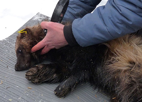 Howard Golden fits a collar on a captured wolverine Photo by Isabelle Thibault