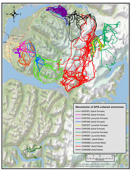 Movements of 11 wolverines in the Chugach Mountains east of Anchorage and one wolverine on the Kenai Peninsula further south Turnagain Arm is the water in the center left Adult male CWM007 is depicted in red and has a home use area twice the size of other wolverines Note the movements of the male CWM006 and female CWF008 as shown on the other map of the mountain tops