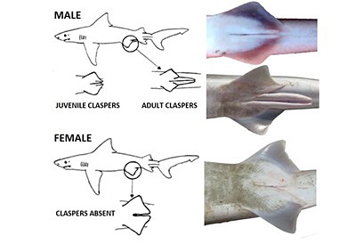 Courtesy NOAA Fisheries