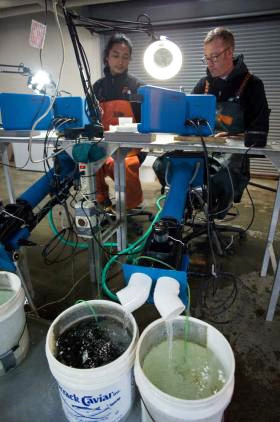 Resnick Duong left and Jon Livermore tag salmon at the Ladd Macaulay Visitor Center at the Douglas Island Pink amp Chum Hatchery Michael Penn Juneau Empire