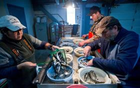 Sarah Aabedal left Rick Lewis right and Luke Erickson back clip a fin off each salmon before tagging at the Ladd Macaulay Visitor Center at the Douglas Island Pink amp Chum Hatchery Michael PennJuneau Empire
