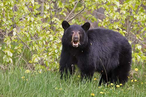 Changes in the way black bear hunting is managed in Prince William Sound is likely in store Photo by Milo Burcham