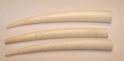 Tuskshells Dentalium pretiosum were used as money throughout many Pacific Northwest tribes going as far south as the Klamath Indians in California