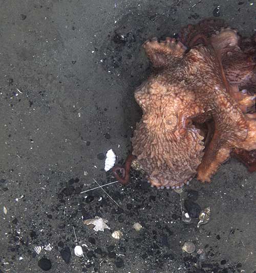 A giant Pacific octopus in Chiniak Gully