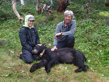 Wildlife Biologists Charlotte Westing and Milo Burcham with a bear 94 the last to receive a GPScollar and one of 96 bears captured over three field seasons on Esther and Knight Islands in Prince William Sound Photo courtesy USFSADFG Prince William Sound Black Bear Study
