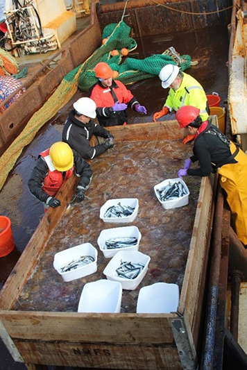 Biologists sorting fish on deck