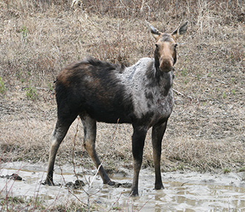 Pattern of hair loss on a moose affected by winter tick in British Columbia Canada Photo copyTJ Gooliaff