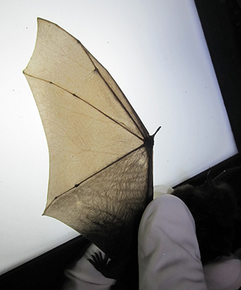 A bat wing  this bat was captured and released at Cowee Creek near Juneau by researchers The Latin name of the bat family means handwing  you can see the fingers and joints in this wing
