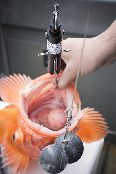 This image shows a SeaQualizer deepwater release device attached to the bottom jaw of a yelloweye rockfish One study showed yelloweye rockfish caught and released back to depth of capture using a deepwater release mechanism had a 98 chance of survival