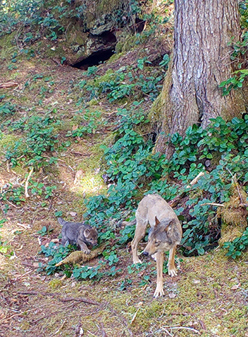 A wolf and pup at a den top center on Prince of Wales Island A motion triggered trail camera captured this photo