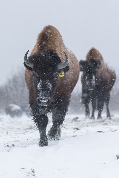 Wood bison in the snow at the Alaska Wildlife Conservation Center awaiting their spring release Doug Lindstrand photo