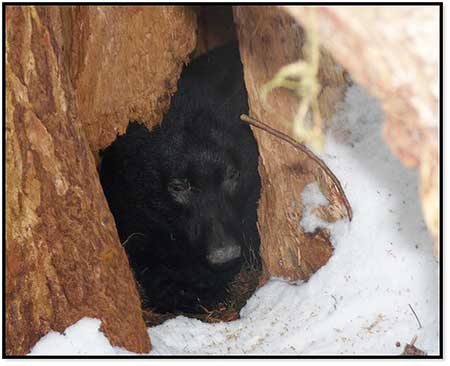 A black bear in a den