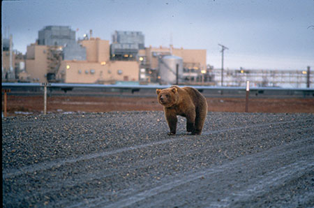 A young bear on the road in the Prudhoe Bay oilfield The rusty hue is due to him crawling inside pipe casings as a day bed