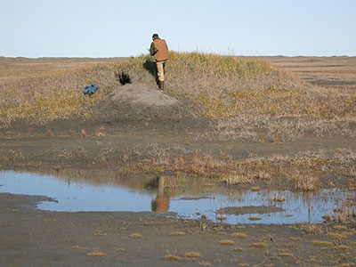 ADFG biologist Torsten Bentzen inspecting a den in a sand dune near Prudhoe Bay Photo credit Dick Shideler