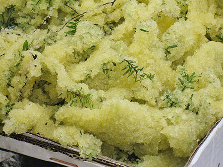 Herring eggs on hemlock branches Herring eggs are eaten in a variety of ways They might be eaten fresh as soon as they are out of the water They are often cooked ndash the branch with the eggs on it is dipped once or twice into boiling water