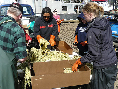 Processing herring eggs Eggs are shared widely within and beyond the community