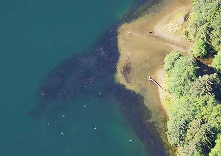 Pink salmon congregate at the mouth of the Klakas Inlet head stream in mid August due to low water conditions due to the lack of rain The dark spot near the top center right is a bear at the waterline watching the school