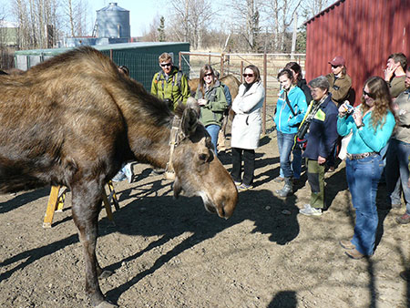 Students in the Alaskans Afield moose hunting class meet an actual moose at a Fish and Game research facility