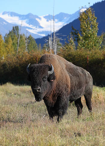 Wood bison from Canada like this 10year old bull were kept at the Alaska Wildlife Conservation Center in preparation for their reintroduction to Alaska This photo and the table of contents photo of the snowy bison by Doug Lindstrand