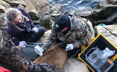 Taking an ultrasound of the sea lion All research and capture work is done under NMFS MMPAESA Permit No 27503 Photo by Riley Woodford