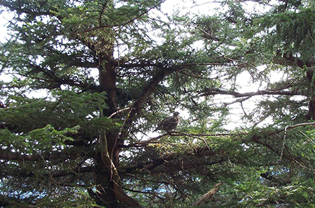 A typical view of a hooter in a tree Photo by Neil Barten