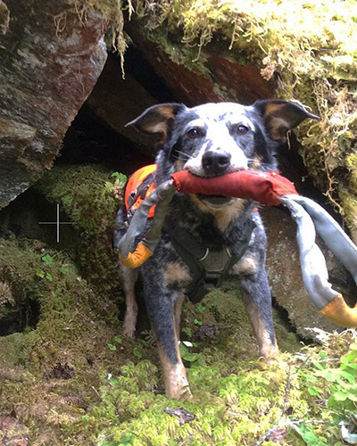 Jack the incredible batdetecting dog