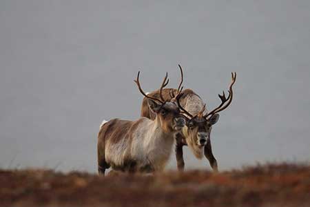 Caribou from the Western Arctic Herd Photo by Jim Dau