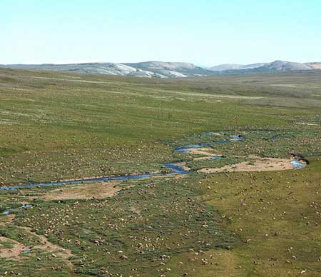 Caribou in the Western Arctic Herd Geoff Carroll photo