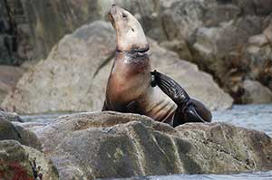 A Steller sea lion with a band caught around its neck Research activities were conducted pursuant to a NMFS Permit