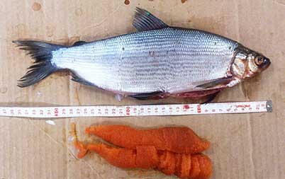 Female least cisco ghelghuli with eggs harvested in a fi sh trap at Shagelagh by Lime Village residents during the week of October 6 2014 Photo by Dave Runfola ADFampG