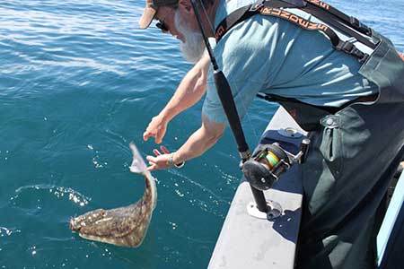 Captain Pete Wedin of Captain Petersquos Alaska in Homer AK gently releasing a halibut back into the water