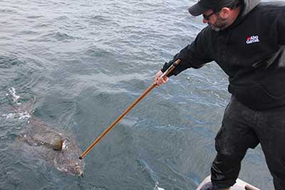 Big halibut over 70 pounds are usually females
