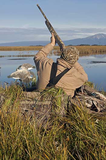 Robert Begich takes a shot at ducks from his layout blind well camouflaged with resident sedges and placed among his decoy spread