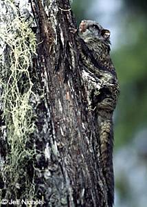 Climbing for science This northern flying squirrel released after being livetrapped on Prince of Wales Island sports an ear tag