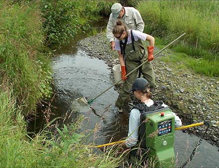 Backpack electrofishing in an Alaskan headwater stream  ADFG photo