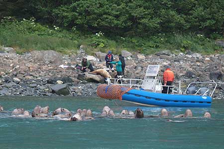 After removing a fishing lure flasher tight against the animal39s mouth the capture team applies tags and collects samples from a subadult male sea lion while Tom Gage monitors from skiff along with a group of curious animals Photographer John Skinner