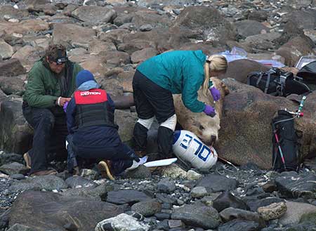 Kim RaumSuryan glues a satellite tag to the head of a sea lion Photographer John Skinner