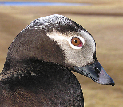 A longtailed duck Photo by Tim Bowman