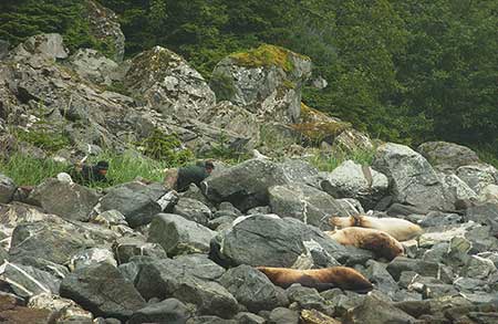 Greg Snedgen and Kate Savage slowly crawl toward target animal a subadult male Steller sea lion that has a packing band around its neck Photographer Kim RaumSuryan
