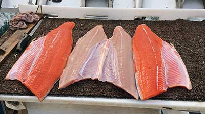 King salmon fillets the ivory colored white king and normal king salmon