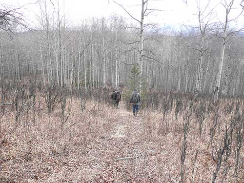 The Little Granite Creek area The leafless ldquoshrubsrdquo in the foreground are actually 25yearold trees that have been so heavily browsed by moose their growth is essentially arrested The plants respond physiologically by altering the nutritional value of the new growth causing it to be relatively poor quality food for moose