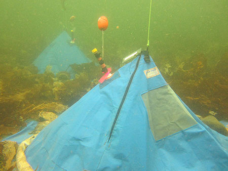 Two domes on the seafloor within Whiting Harbor SERC photo