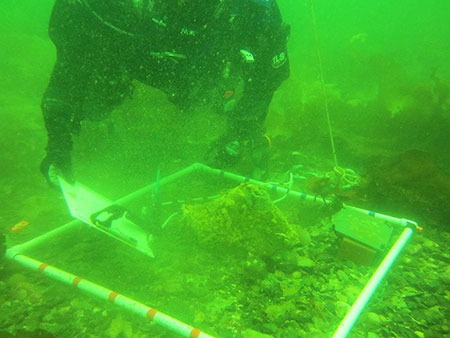 SERC diver taking a point count of emD vexillumem after biocide treatment SERC photo