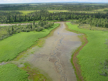 Sedge meadows in the area where wood bison were first released