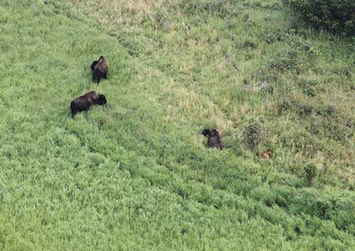 Bison on the landscape A calf is resting in the grass
